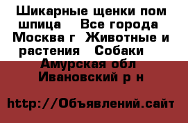 Шикарные щенки пом шпица  - Все города, Москва г. Животные и растения » Собаки   . Амурская обл.,Ивановский р-н